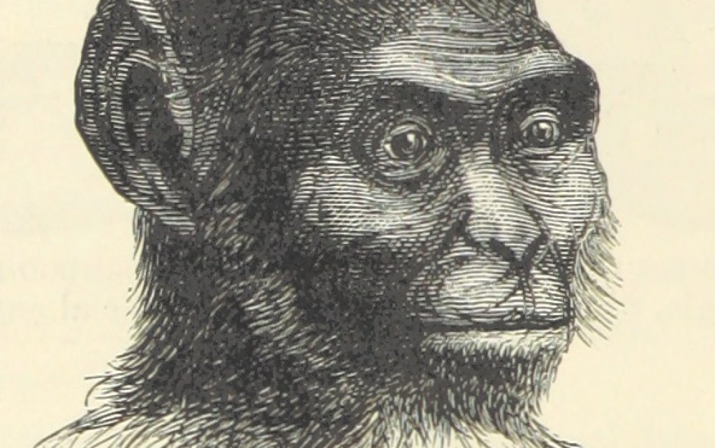 312_of_'Adventures_in_the_Great_Forest_of_Equatorial_Africa_and_the_country_of_the_dwarfs_.._An_abridged_..._edition_..._With_..._illustrations'_(11115154186)