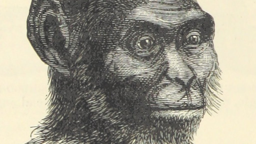 312_of_'Adventures_in_the_Great_Forest_of_Equatorial_Africa_and_the_country_of_the_dwarfs_.._An_abridged_..._edition_..._With_..._illustrations'_(11115154186)
