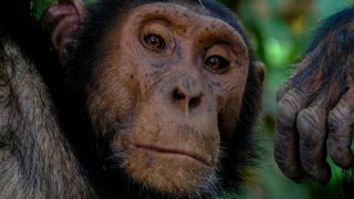 3 факта за шимпанзетата, които ще променят начина, по който гледате на хората