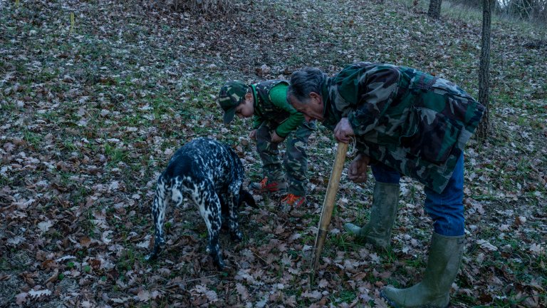 Кучетата не ядат намерените трюфели, за разлика от прасетата.