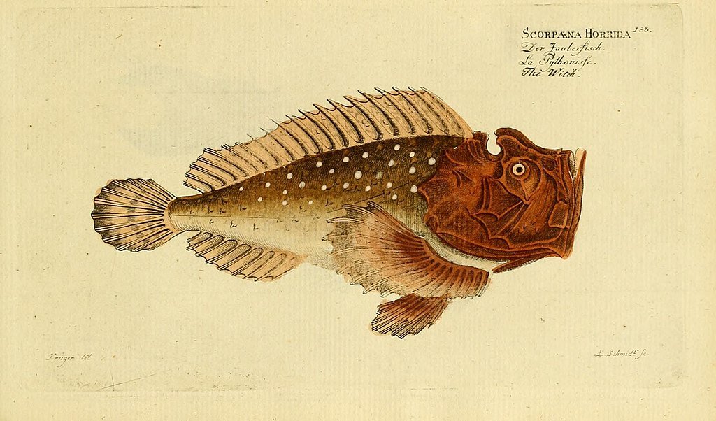 Ichthyologie;_ou,_Histoire_naturelle_des_poissons_(Plate_183)_(6918426608)