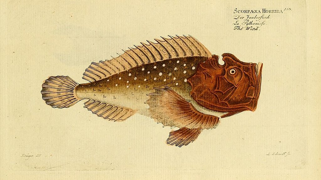 Ichthyologie;_ou,_Histoire_naturelle_des_poissons_(Plate_183)_(6918426608)