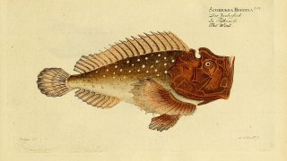 Ichthyologie;_ou,_Histoire_naturelle_des_poissons_(Plate_183)_(6918426608)