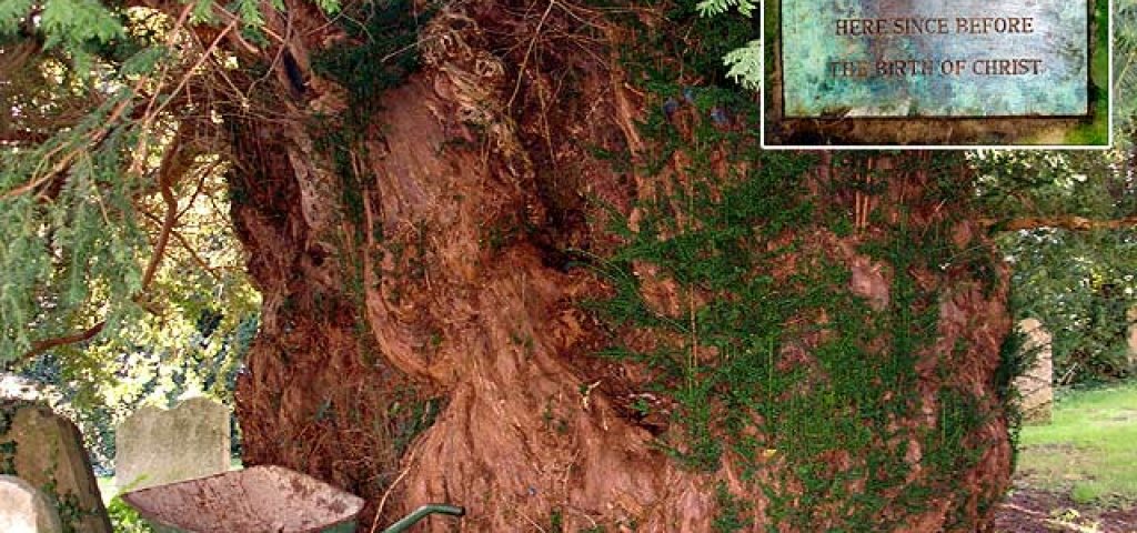 Ancient_yew_tree_-_geograph.org.uk_-_74190