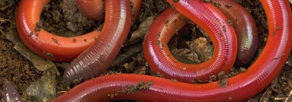 worm