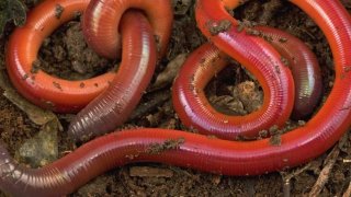 worm