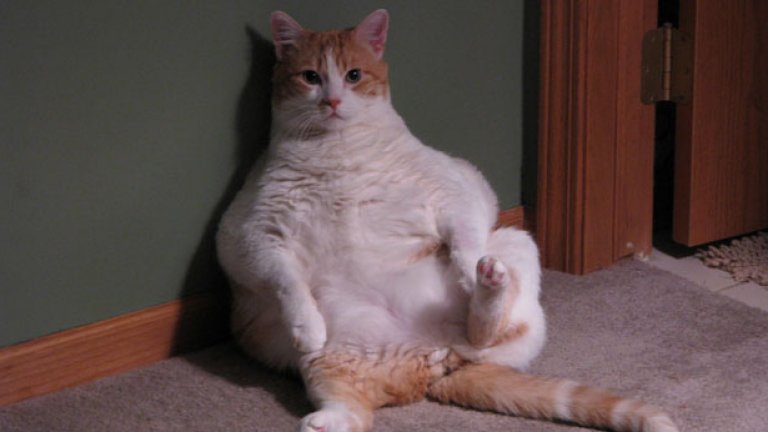 Някои тлъсти котараци искат да се ояждат още от английския футбол