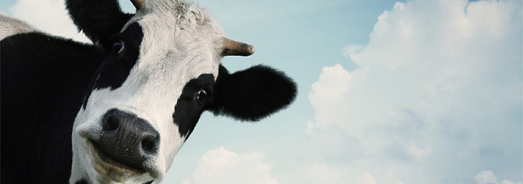 o-COW-facebook