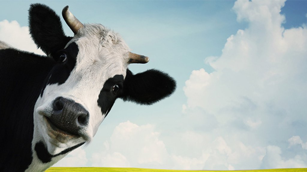o-COW-facebook