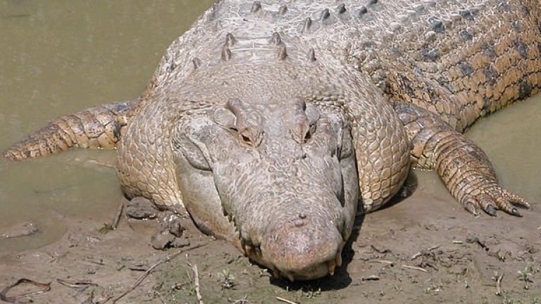 Крокодилите убиват стотици хора всяка година.