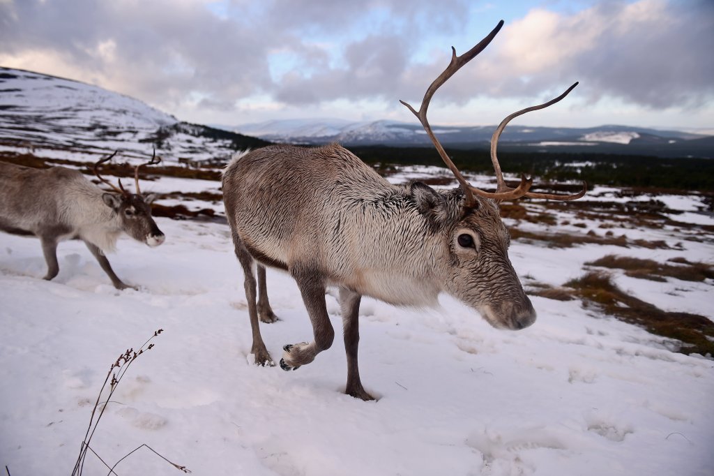 Britain's Only Reindeer Herd Prepare For Christmas In The Cairngorms National Park