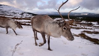 Britain's Only Reindeer Herd Prepare For Christmas In The Cairngorms National Park