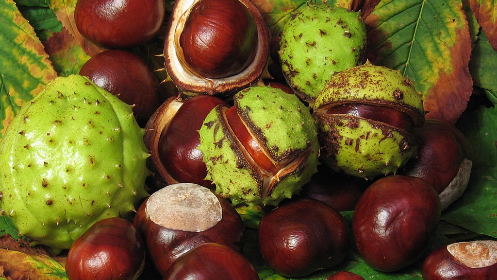 Aesculus_hippocastanum_fruit