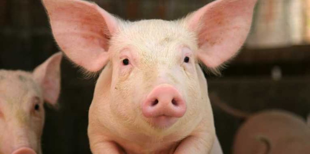 environmental-impact-disposal-waste-large-scale-pig-production