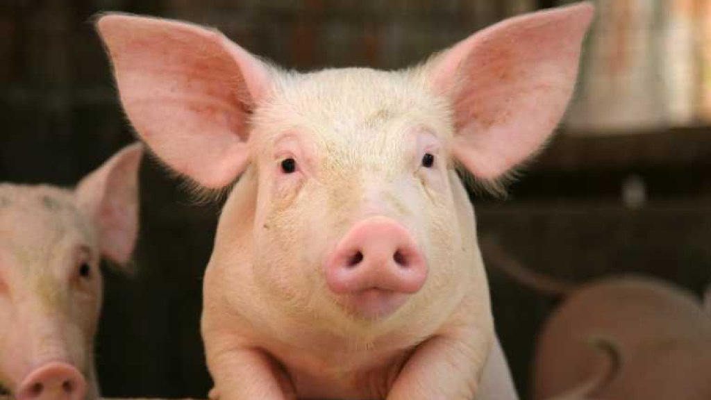 environmental-impact-disposal-waste-large-scale-pig-production
