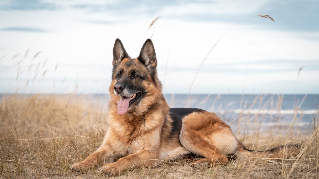 Как един германски офицер превръща обикновеното пастирско куче в символ на интелигентност и вярност
