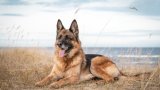 Как един германски офицер превръща обикновеното пастирско куче в символ на интелигентност и вярност