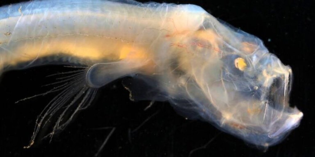 blind-cusk-eel-768x512