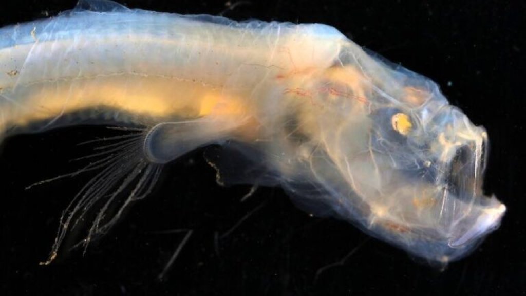 blind-cusk-eel-768x512