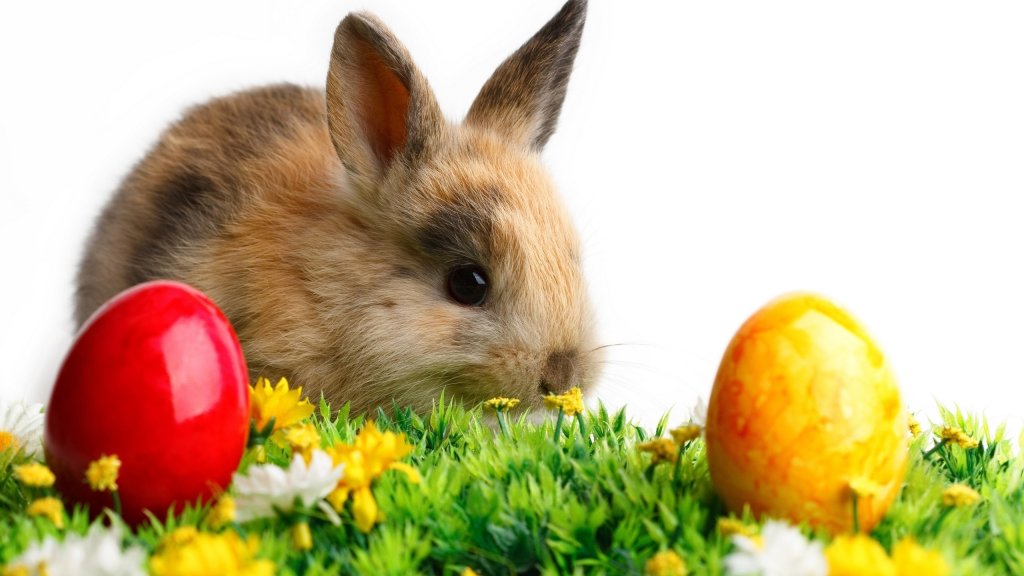cute-easter-bunny-with-eggseaster-rabbit-cute-rabbit-easter-eggs-green-grass-wallpapers-mag3qlz0