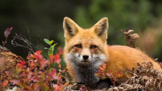 За съжаление - не