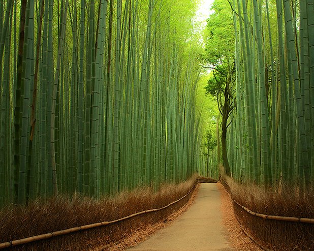 Бамбуковата пътека в Киото, Япония