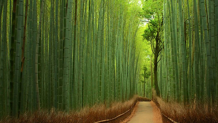 Бамбуковата пътека в Киото, Япония