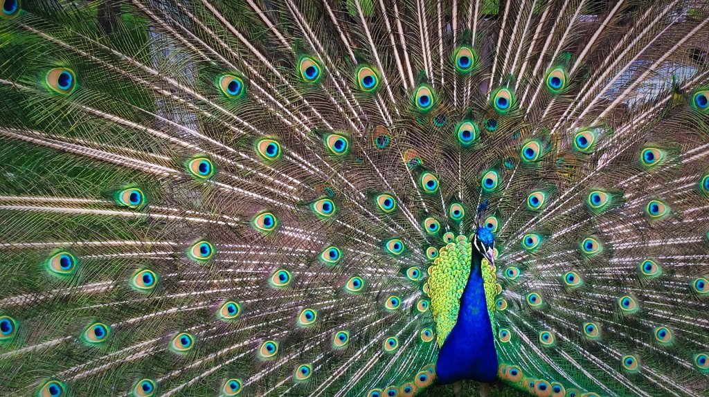 peacock-1246843_1920