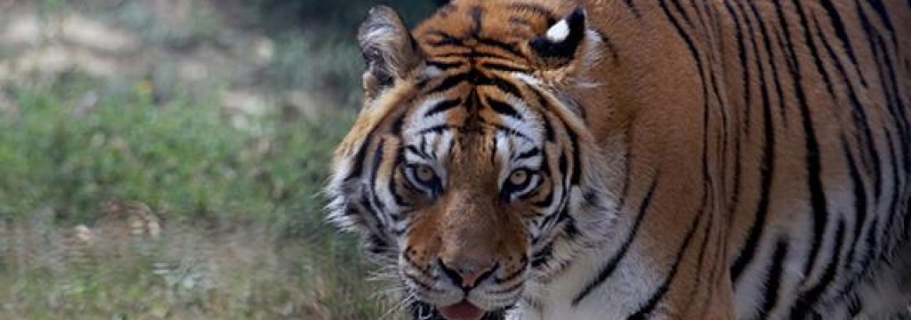 tigre2--640x360