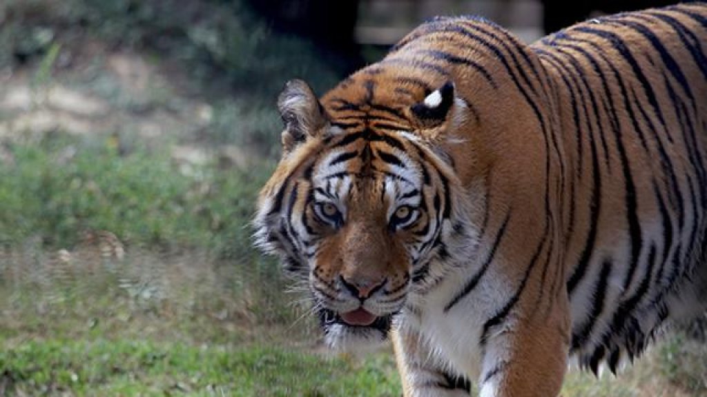 tigre2--640x360