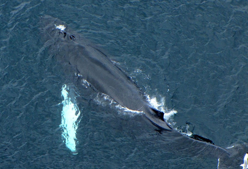 1280px-Humpback_Whale,_blowholes