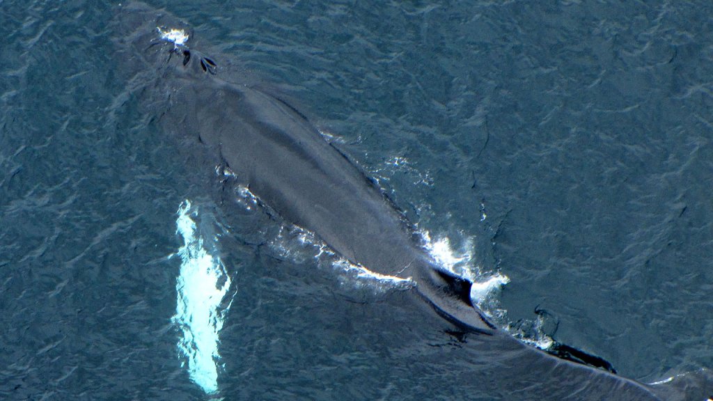1280px-Humpback_Whale,_blowholes