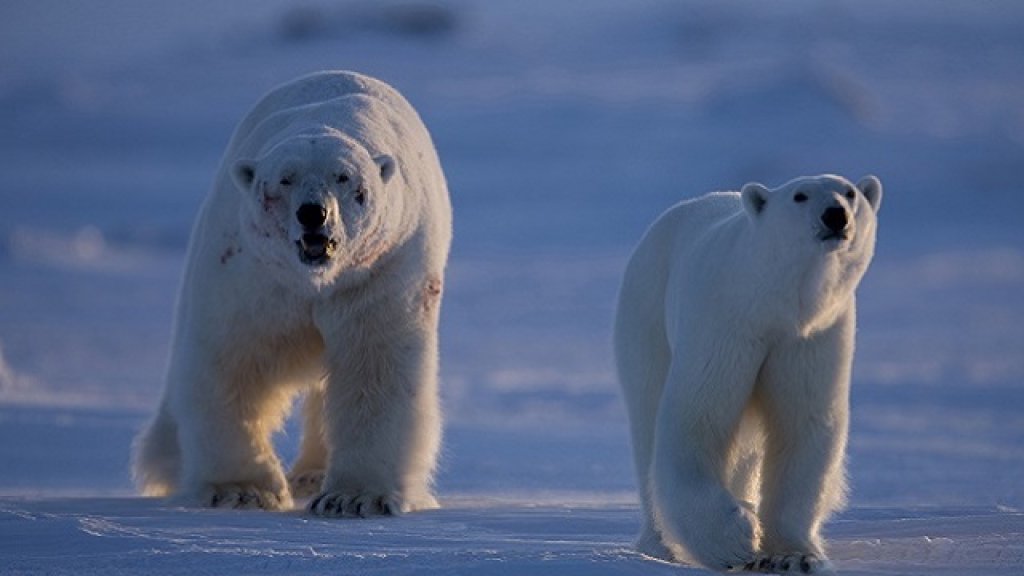 polar bears