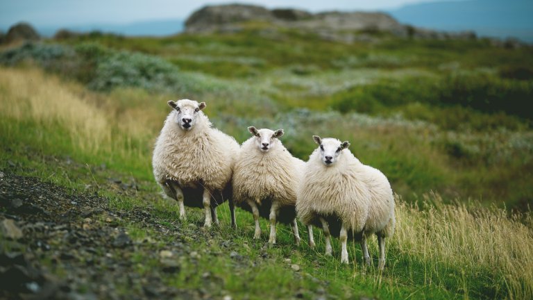 Овцете не дават особен шанс на растителността.
