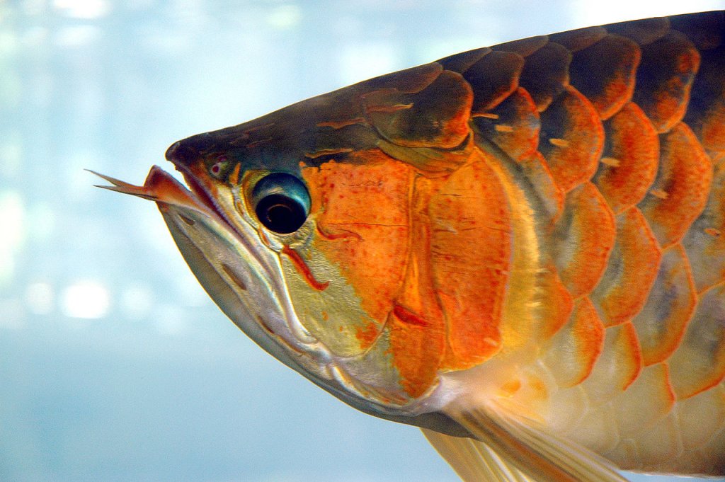 1280px-Arowana