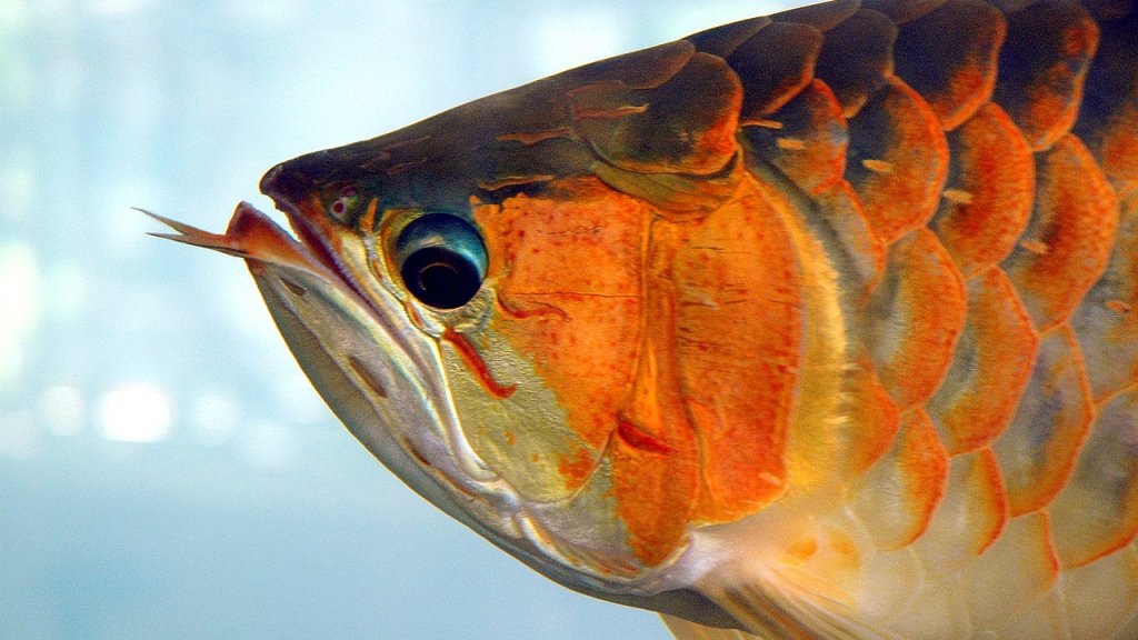 1280px-Arowana