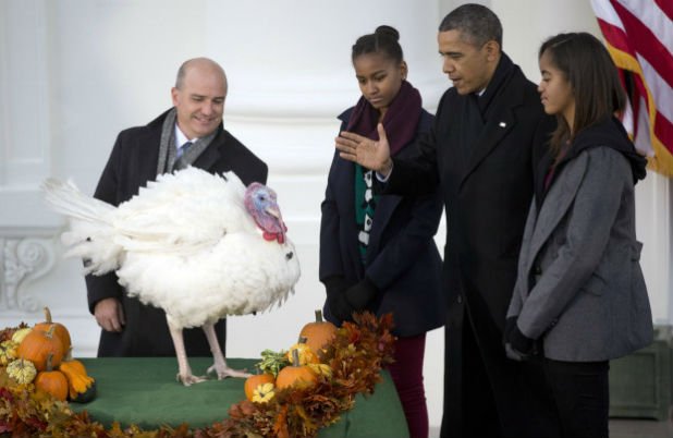 Всяка година на деня на благодарността президентът на САЩ помилва по една пуйка. Тук - Обама помилва пуйката Пуканка през 2013-та 