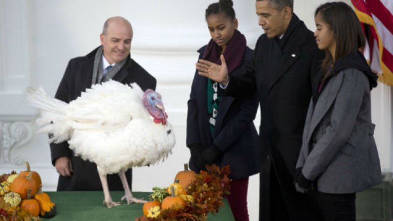 Всяка година на деня на благодарността президентът на САЩ помилва по една пуйка. Тук - Обама помилва пуйката Пуканка през 2013-та 