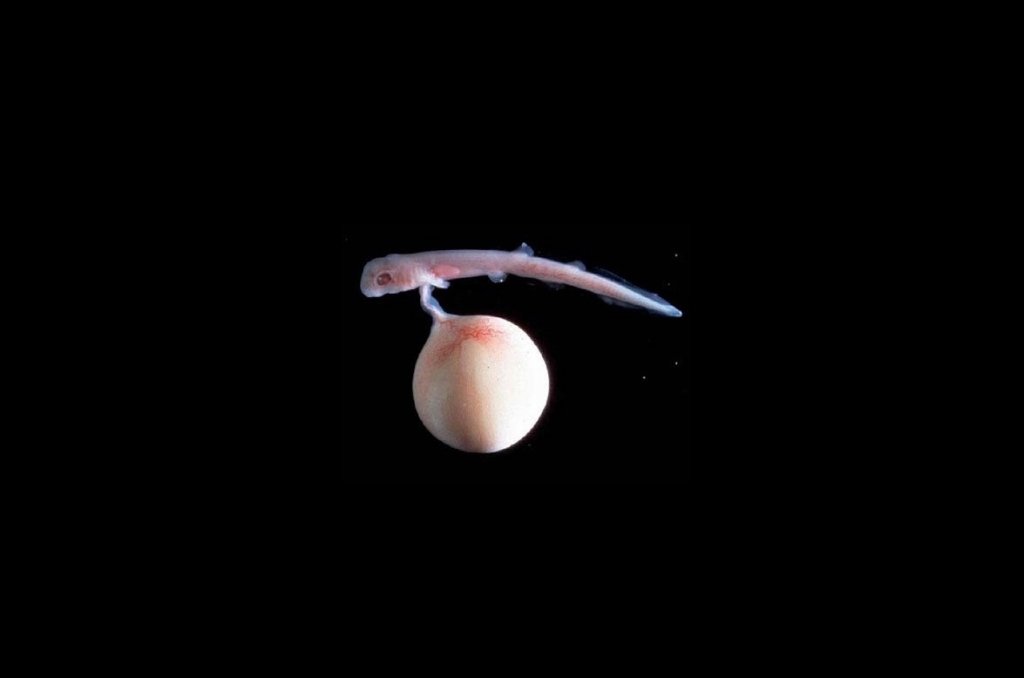 Scyliorhinus_retifer_embryo