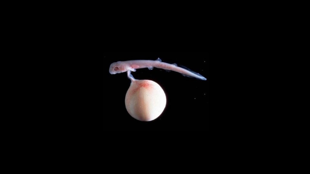 Scyliorhinus_retifer_embryo