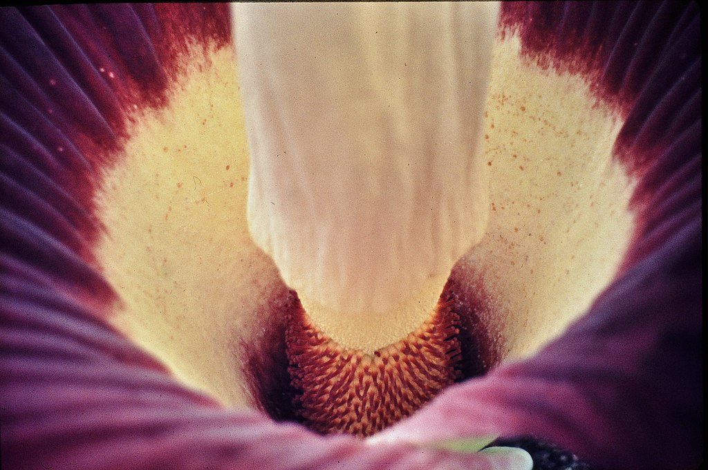 Amorphophallus_titanum_(Araceae)_Titan_Arum,_Foto_©_W._Barthlott,_Bot.Gard._Bonn