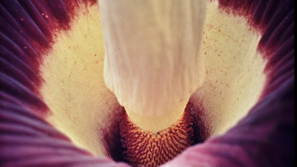Amorphophallus_titanum_(Araceae)_Titan_Arum,_Foto_©_W._Barthlott,_Bot.Gard._Bonn