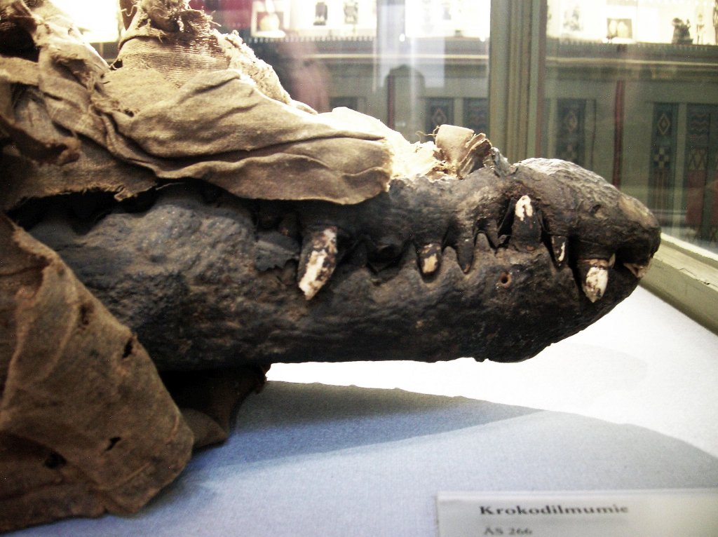 Crocodile_mummy
