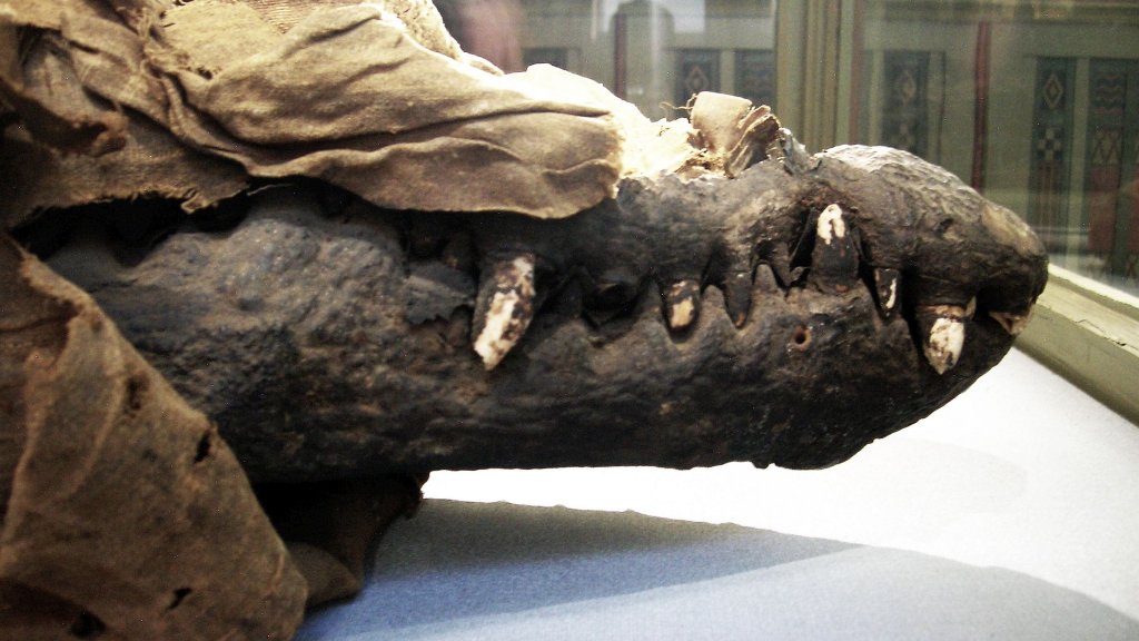 Crocodile_mummy