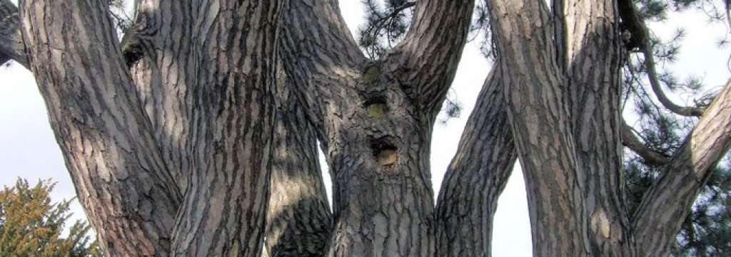 tolkien tree