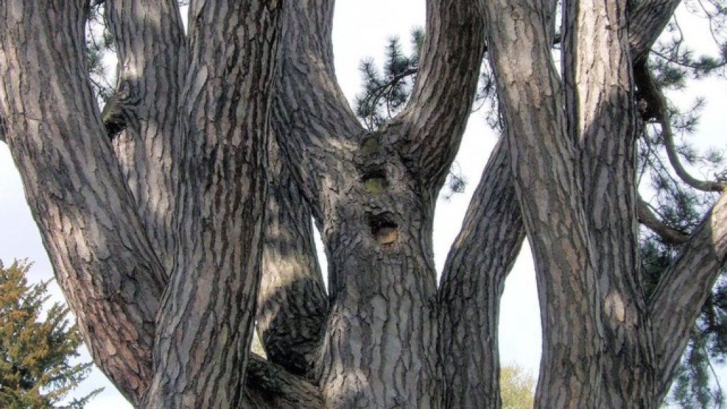 tolkien tree