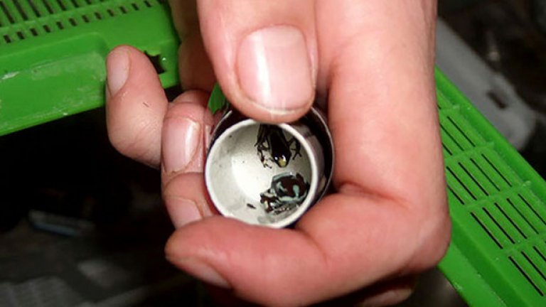 Миниатюрни жабки, пренесени в кутийка за филм