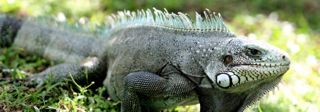 iguana-450-640x360