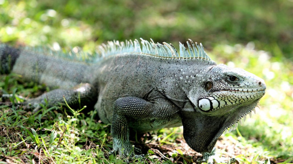 iguana-450-640x360