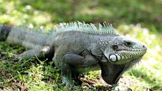 iguana-450-640x360